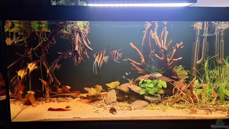 Unterwasserwelten von Amazonas (1)