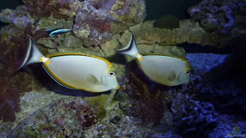 Unzertrennlich  von OldFriend (27)