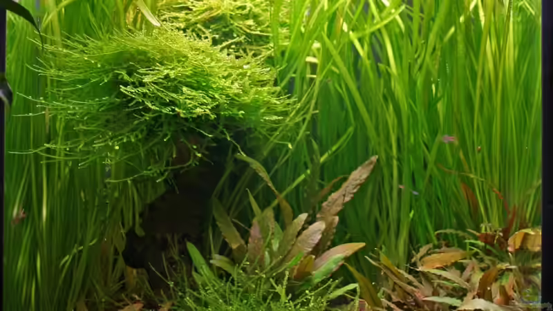 Update: 21. Dezember 2008 von Calexico (5)