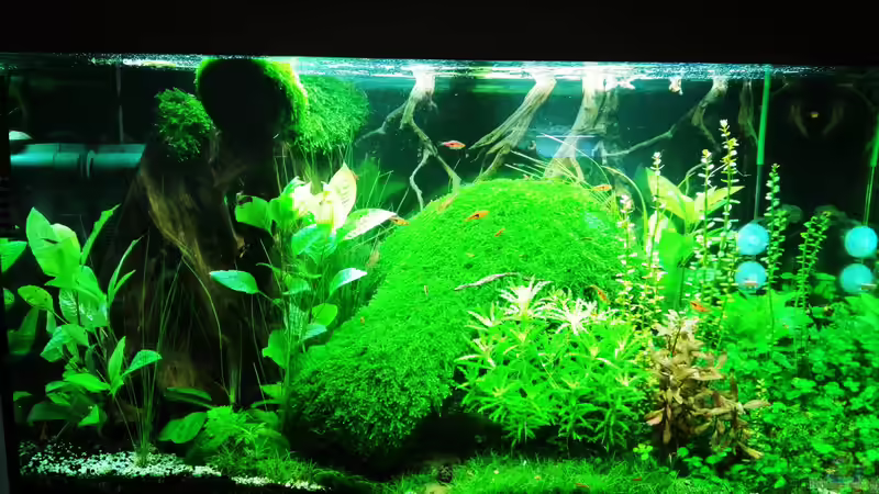 Update: 27.05.2020 Neue Pflanzen von David Schneider Aquaristik (3)