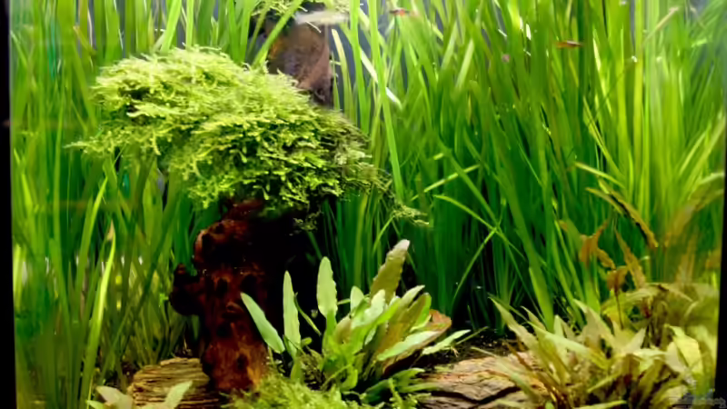 Update: 29.September 2008 von Calexico (3)