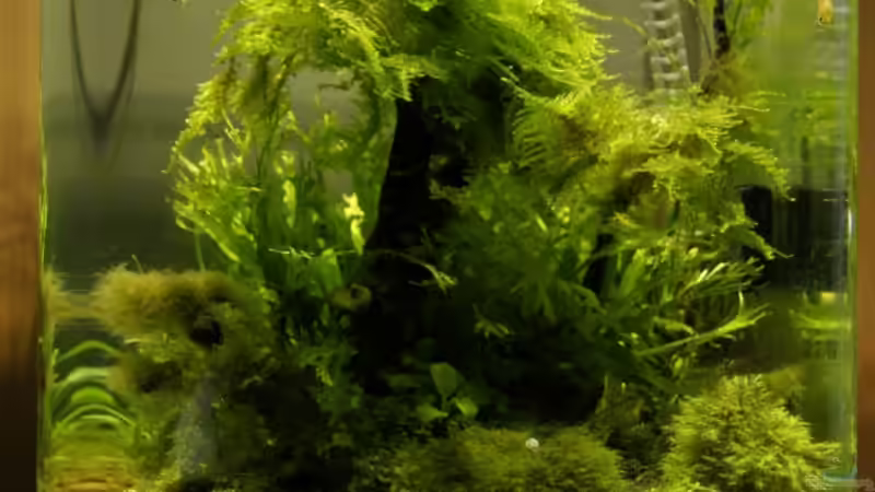 Update: 4x XP-G R4 neutralwei?? @ 1,4A von Leinad78 (1)