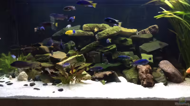 UPDATE: Ehemals Diskus jetzt Malawi von Diegos Becken (1)