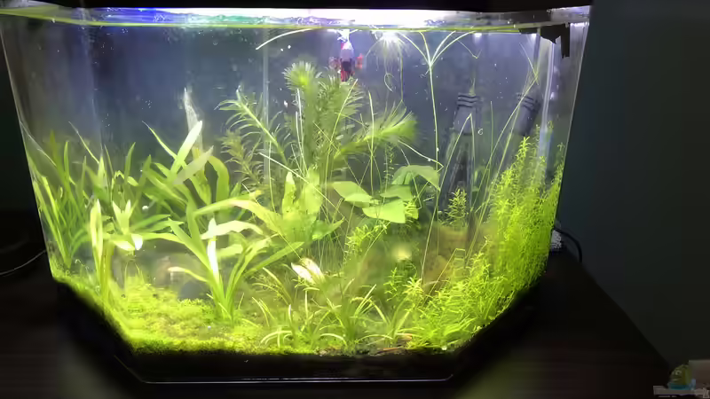 Update: Februar 2019 von Manuela (2)