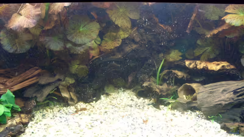 Update: Mai 2010, Beckenmitte von Kleiner_Fisch (4)