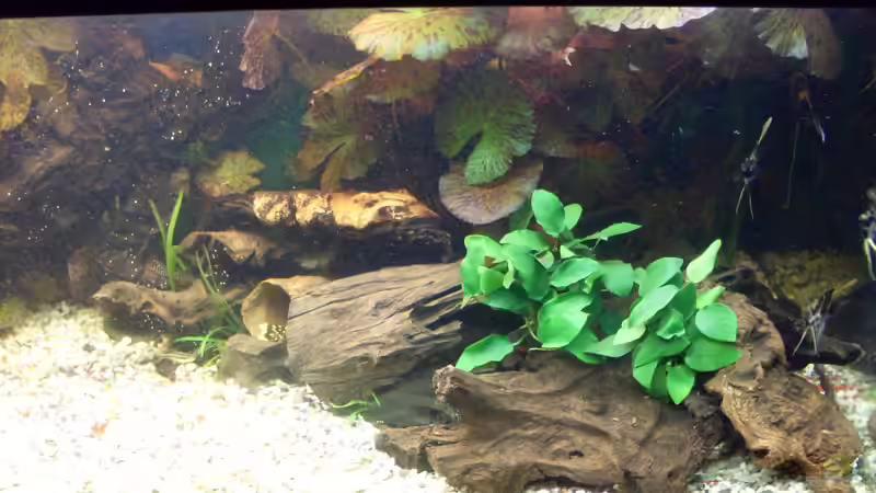 Update: Mai 2010, rechte Beckenhälfte von Kleiner_Fisch (5)