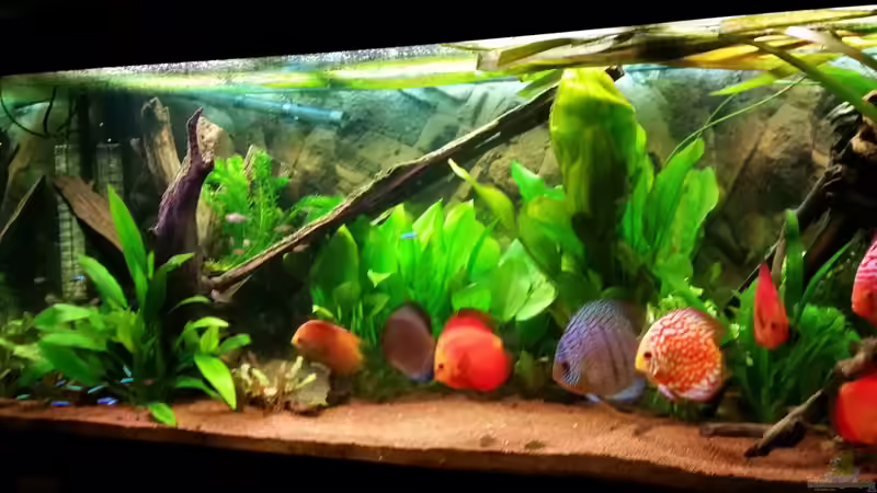 Update 01.02.15 von podoma (13)