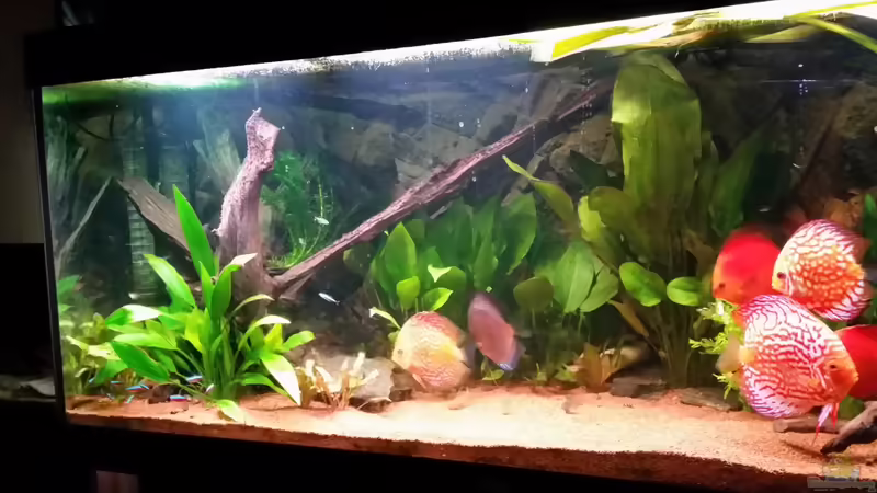 Update 01.02.15 von podoma (15)