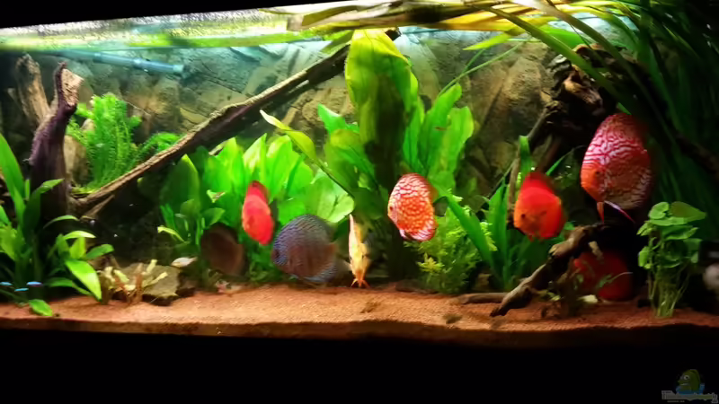 Update 01.02.15 von podoma (19)