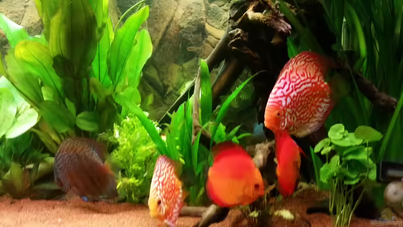 Update 01.02.15 von podoma (22)