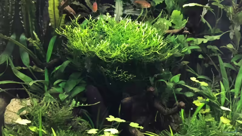 Update 01.05.18 von Der Nicky (18)