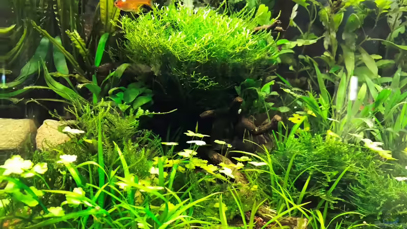 Update 01.05.18 von Der Nicky (20)