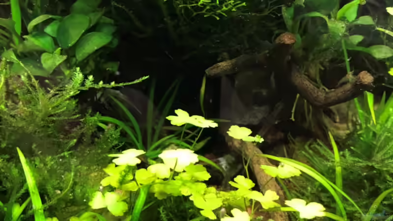 Update 01.05.18 von Der Nicky (21)