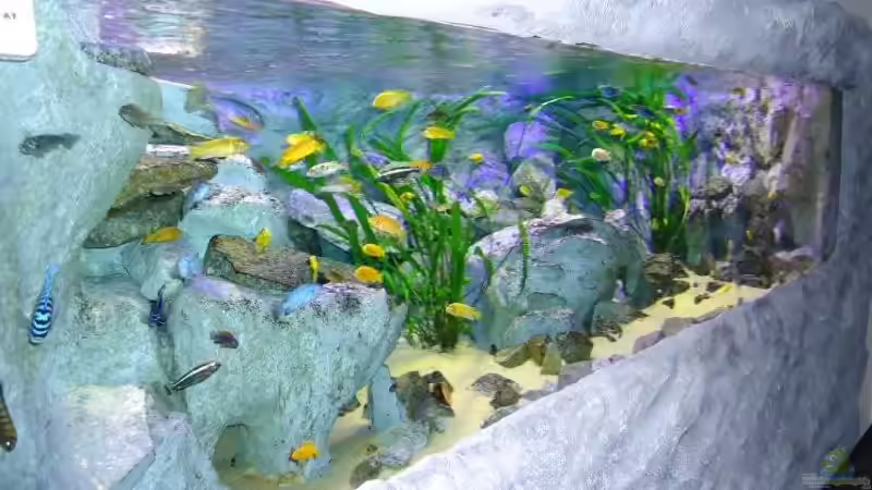 Update 01.08. / mit 80 Watt und Blaulicht von Mbuna Mick (3)