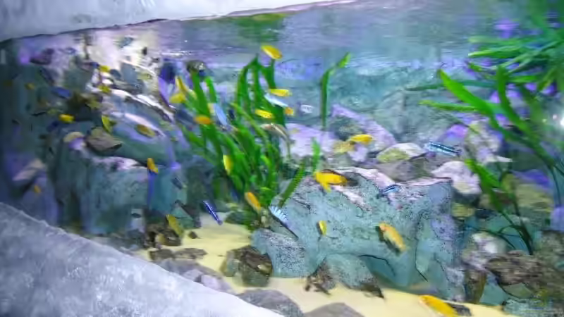 Update 01.08. / mit 80 Watt und Blaulicht von Mbuna Mick (4)