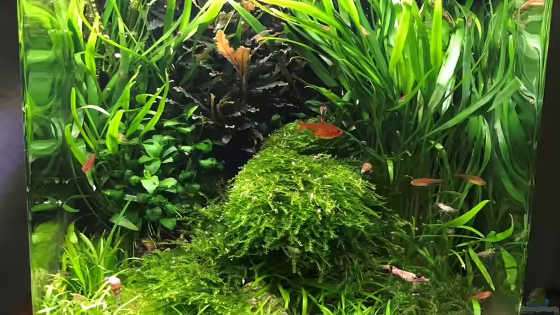 Update 01.08.19 von Der Nicky (1)