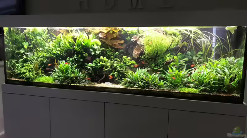 Update 01.08.19 von Der Nicky (10)