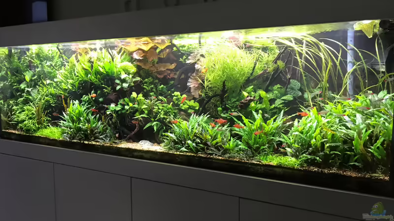 Update 01.08.19 von Der Nicky (9)