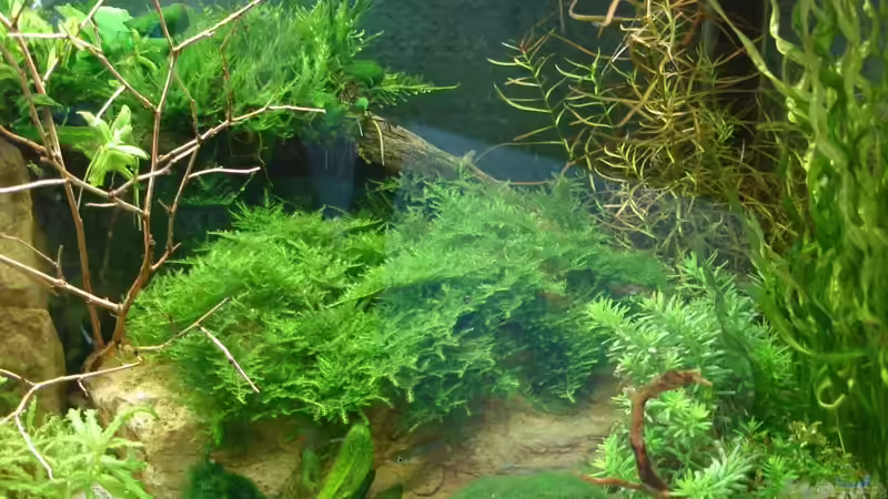 Update 04.07.2014 - es wächst  von Grünhexe (164)