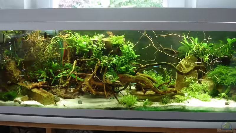 Update 04.07.2014 Gesamtansicht von Grünhexe (163)