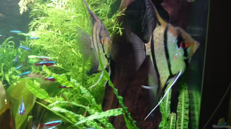 Update 04.12.2014 - 2 Männchen von Grünhexe (207)