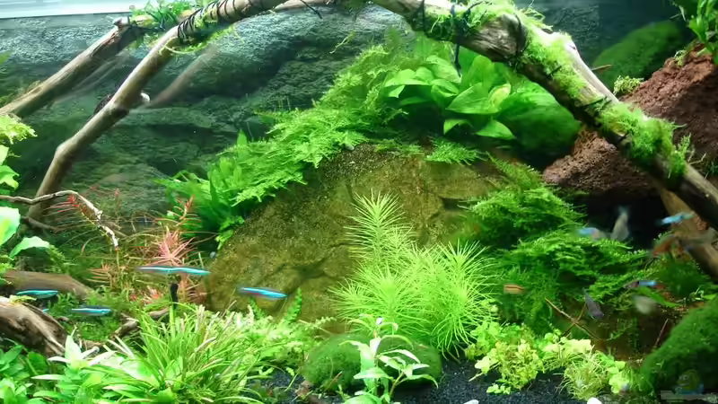 Update 04.12.2014 - 5 neue Moosarten bekommen und aufgebunden von Grünhexe (99)