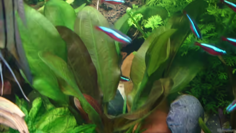 Update 04.12.2014 - Echinodorus kleiner Bär von Grünhexe (102)