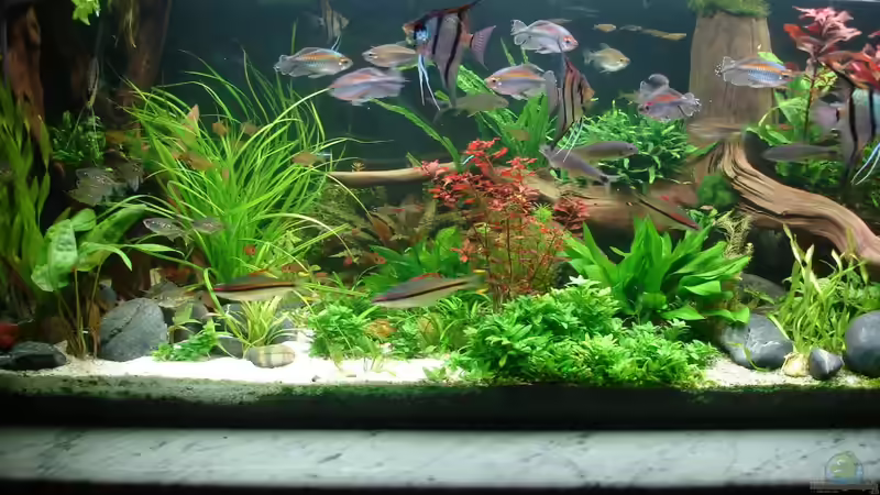 Update 04.12.2014 - linke Seite von Grünhexe (95)