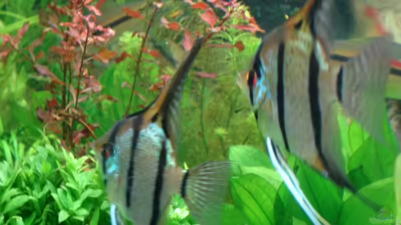 Update 04.12.2014 2 Männchen von Grünhexe (211)