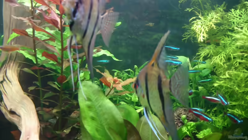 Update 04.12.2014 Männchen von Grünhexe (209)