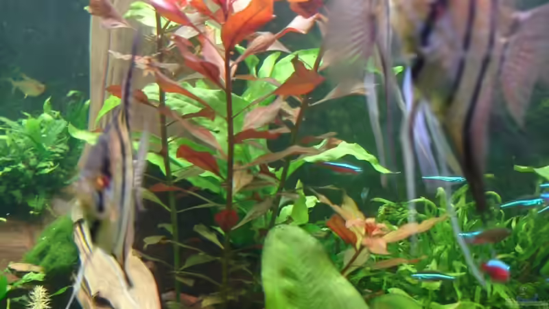 Update 04.12.2014 Männchen von Grünhexe (210)