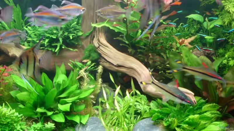 Update 04.12.2014 Mitte Wurzel von Grünhexe (101)