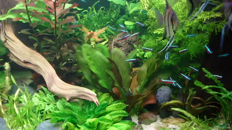 Update 04.12.2014 rechte Seite von Grünhexe (93)