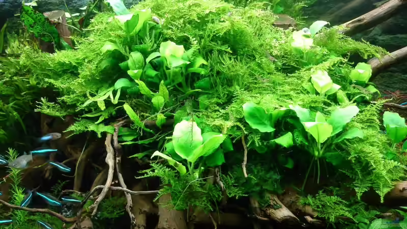 Update 04.12.2014 von Grünhexe (148)