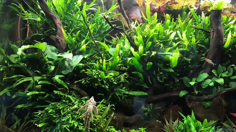 Update 05.06.19 von Der Nicky (42)