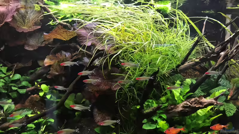 Update 05.06.19 von Der Nicky (43)