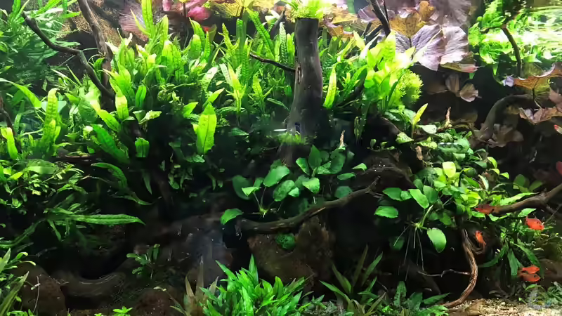 Update 05.06.19 von Der Nicky (44)