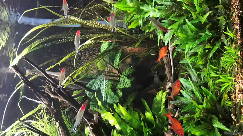 Update 05.06.19 von Der Nicky (48)