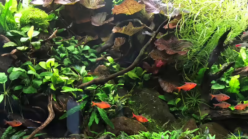 Update 05.06.19 von Der Nicky (49)