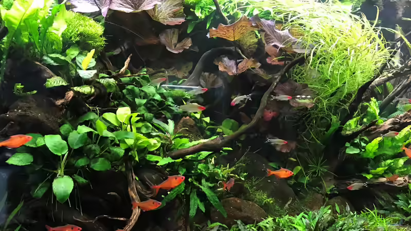 Update 05.06.19 von Der Nicky (52)