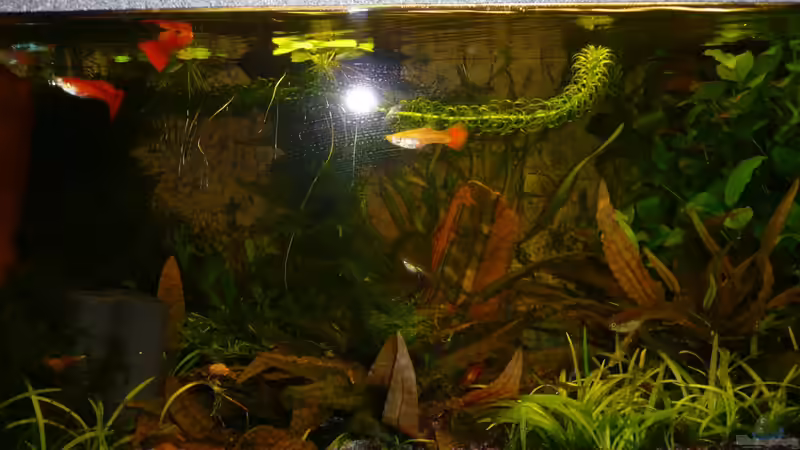 Update 06.10.13 von Aqualady (3)