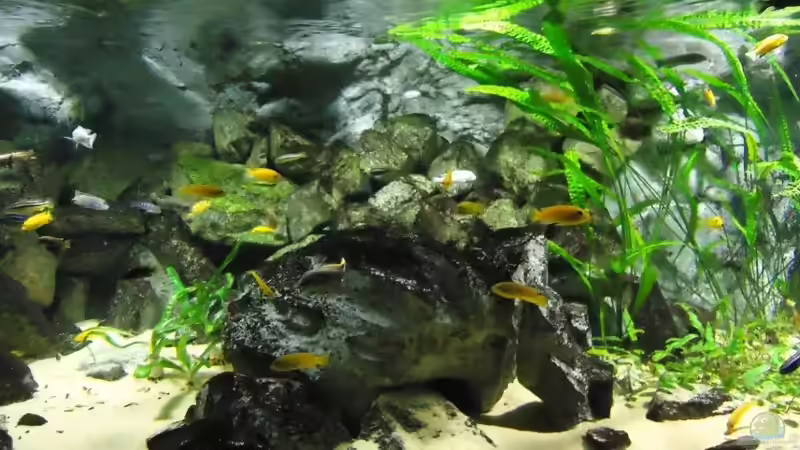 Update 07.01.2012 Abdunklung mit Folie bei vollem Tageslicht von Mbuna Mick (19)