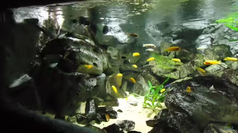 Update 07.01.2012 Abdunklung mit Folie bei vollem Tageslicht von Mbuna Mick (32)