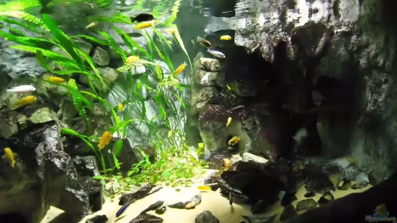 Update 07.01.2012 Abdunklung mit Folie bei vollem Tageslicht von Mbuna Mick (33)