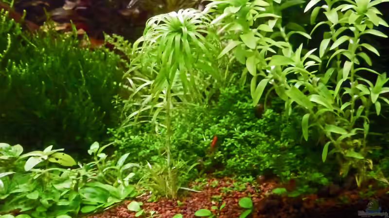 Update 08.01.12 von mike1963 (15)