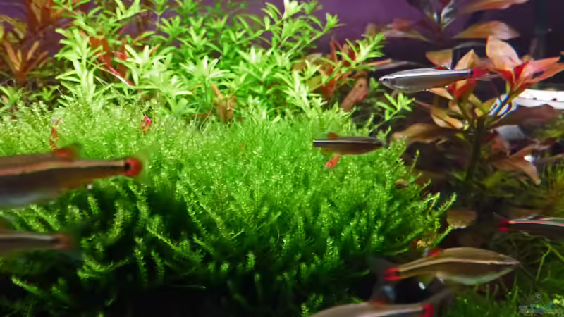 Update 08.01.12 von mike1963 (36)