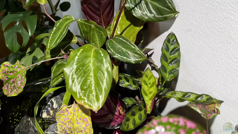 Update 08.06.23 von CzudemP (33)