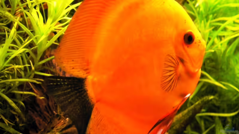 Update 09.05.11 von Der Nicky (49)