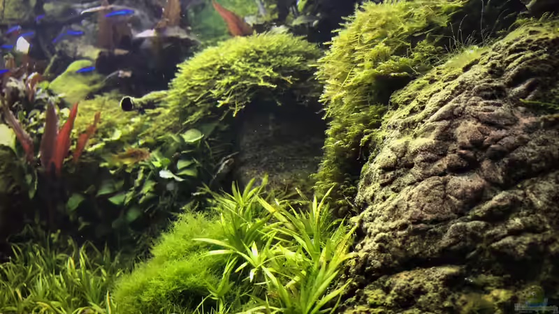 Update 09.09.19 von Der Nicky (1)