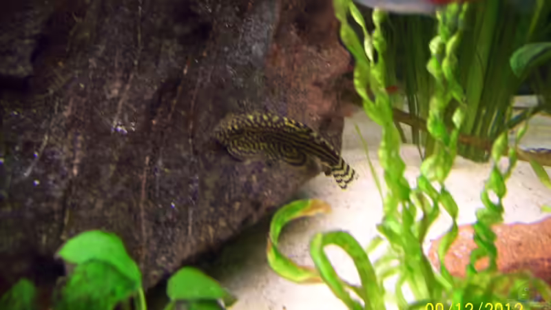 UPDATE 1 : Floßensauger + Neon von kaktus-jones (42)